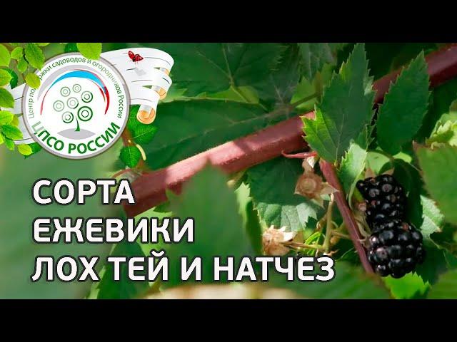 Ежевика, сорта ежевики Лох Тей и Натчез