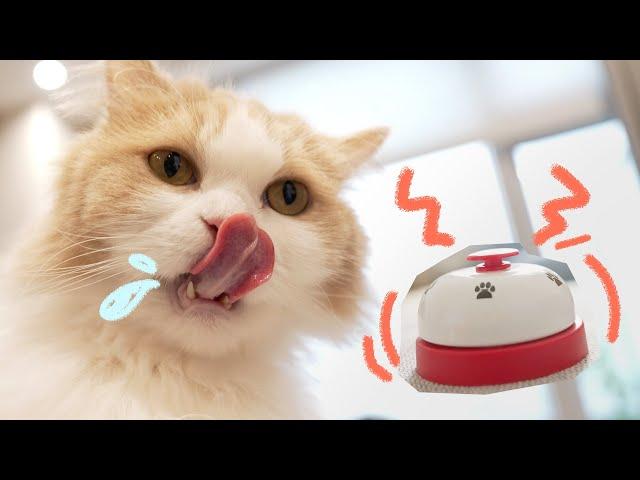 A Well-trained Cat Is a Terrifying Beast! (ENG SUB)