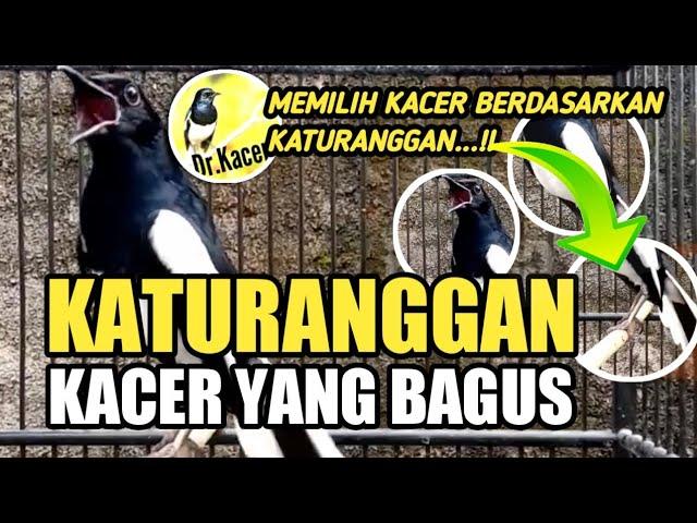 KATURANGGAN KACER YANG BAGUS | TIPS MEMILIH KACER BY DR KACER