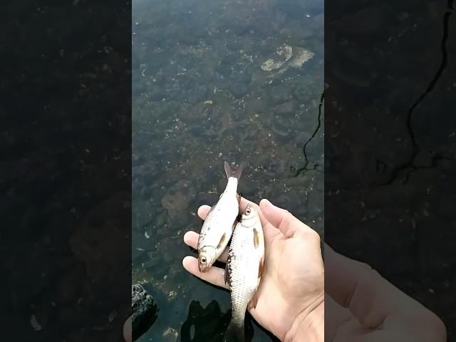 отпускаю плотву в ро́дную стихию, fishing in the river