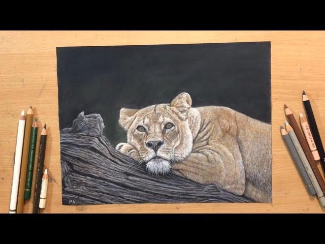 Resting Lioness - Colored Pencil Drawing on Sandpaper