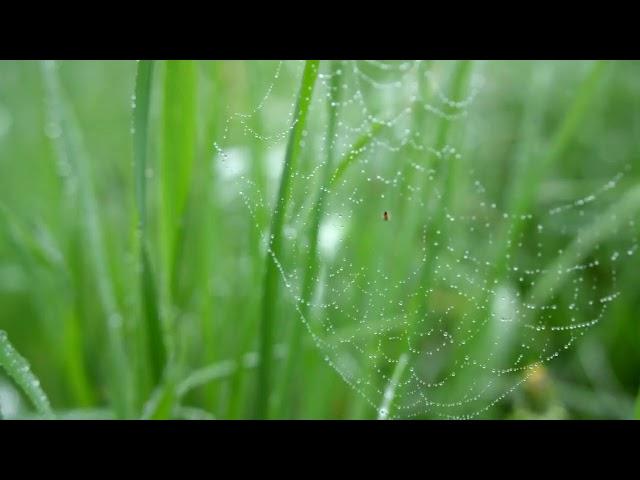 “April Rain” and “The Poet” by Robert Loveman