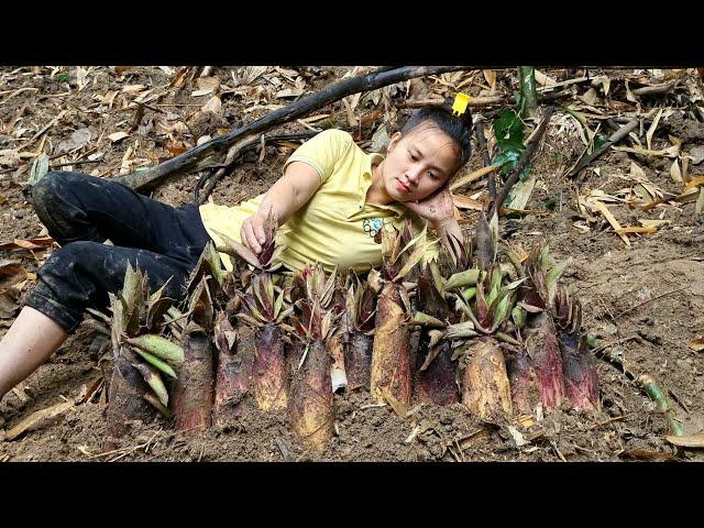 A rural girl harvests a giant garden of bamboo shoots and brings them to the market to sell