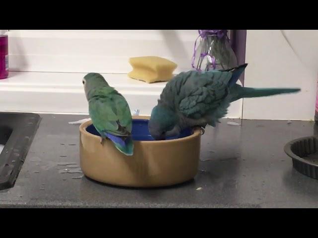 Quaker Parrot Behaviour