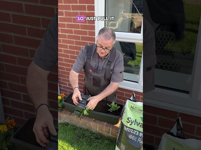 How to make a summer flowering trough