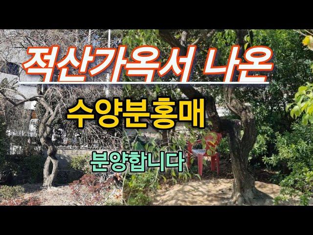 639번 #수양분홍매 {{{판매중}}} 부산 #적산가옥 에서 나온 수양분홍매 소장하세요/ 판매가격은 #더보기#란에