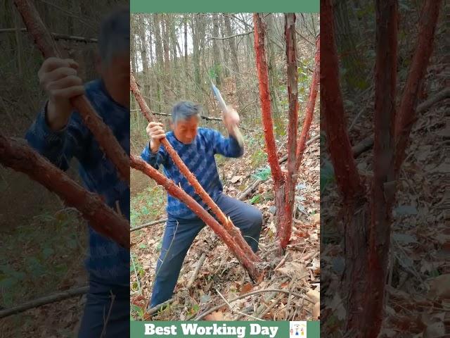 A man cuts down a small redwood tree in the woods