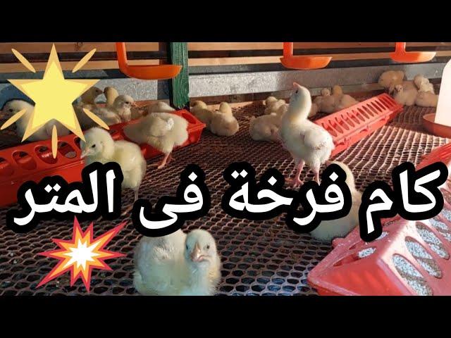 عدد الفراخ فى المتر فى البطاريات #تربية الدواجن #فراخ بيضة