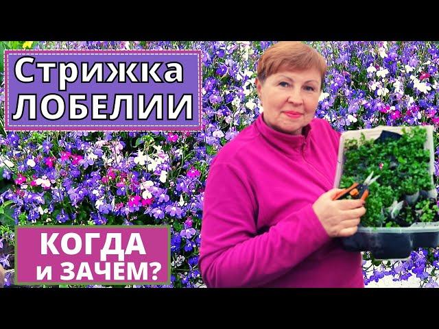 Хотите ПЫШНУЮ ЛОБЕЛИЮ? Тогда делаем стрижку каре