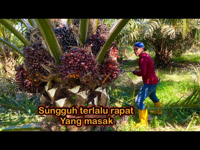 Panen kelapa sawit pokok rendah masak tanpa ampun || palm oil harvesting
