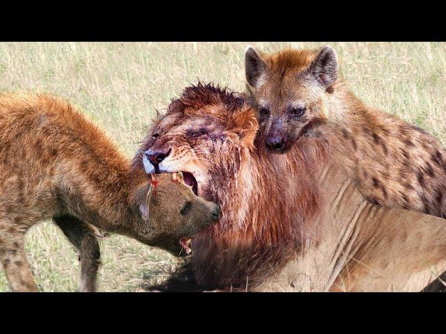 Lions vs Hyenas | Group of hyenas vs lioness