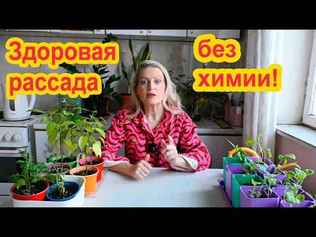 Здоровая рассада без химии