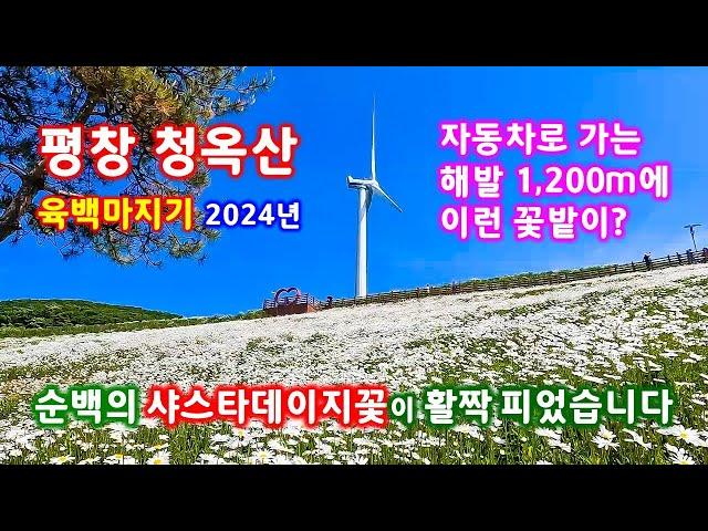 평창청옥산 육백마지기 - 활짝핀 순백의 샤스타데이지 꽃