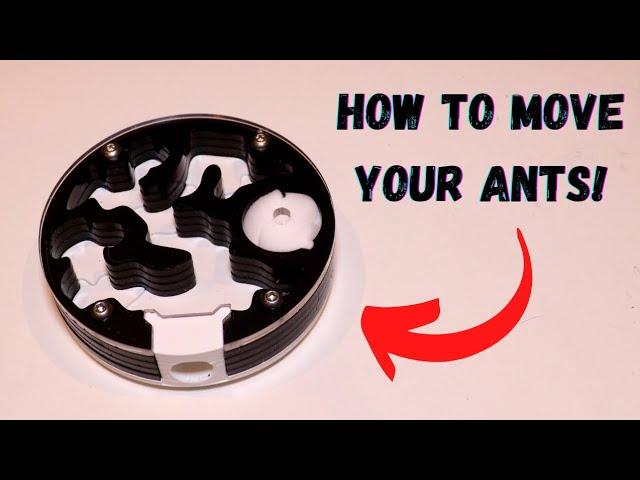 How to move your ant colonies! (The easy way)