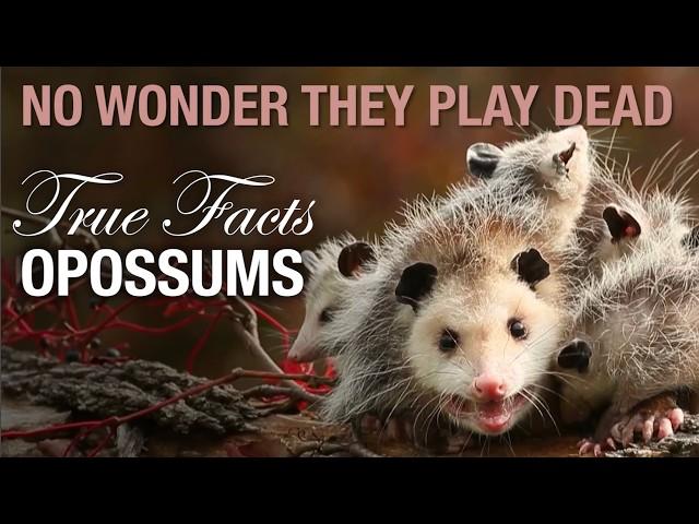 True Facts: Not-Dead Opossums and Their Weird Defenses