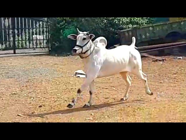 narsinghpur wala bail | racing bull | ox races