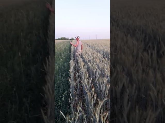 Монэ #сорт. Тритикале  Пахарь.