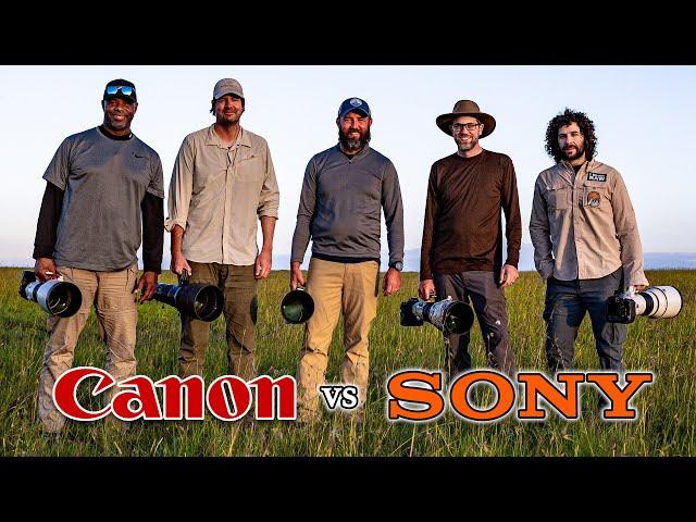 Canon vs Sony on Safari