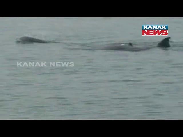 Dolphin Numbers Rises In Odisha's Chilika