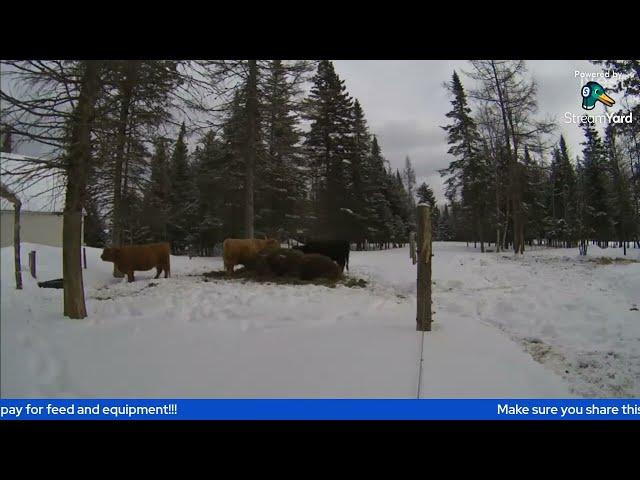 Highland Cows Live