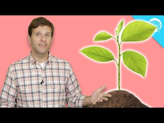 Are Plants Conscious?