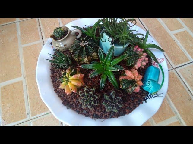 #473 Re-arranging  Succulent  Arrangement  in Circular Pot.. Succulent Davao