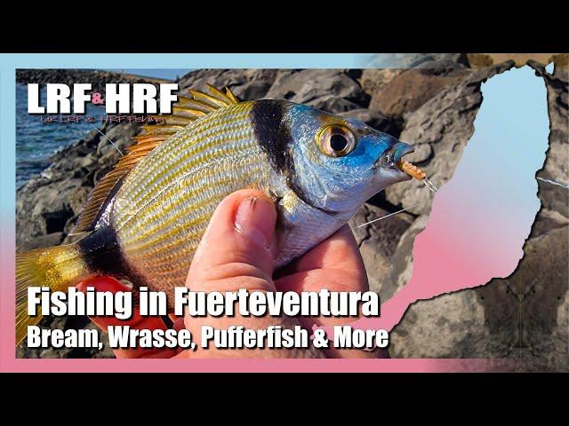 Fishing in Fuerteventura - Bream, Pufferfish, Wrasse & Much More In Caleta De Fuste