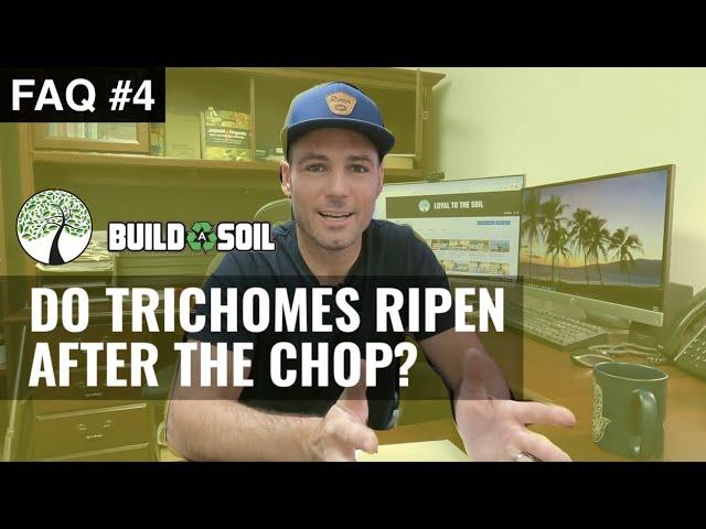 BuildASoil: DO TRICHOMES RIPEN MORE AFTER YOU CHOP? (Season 3, FAQ 4)