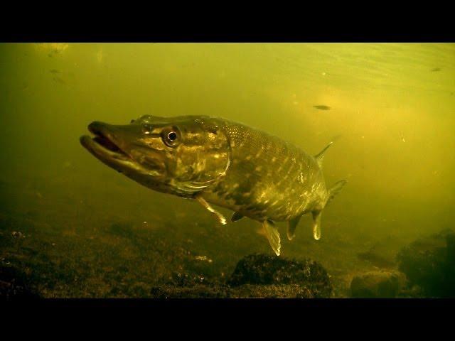 Perch & pike fishing wt lures attacks underwater. Рыбалка окунь щука воблер балансир