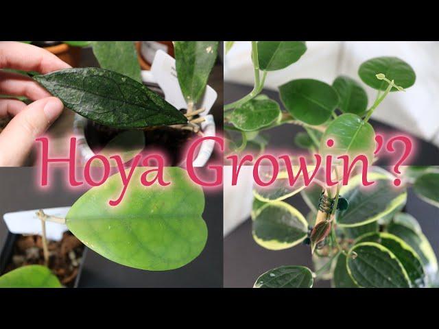 Hoya GROWTH Updates! | DreamsofHoya