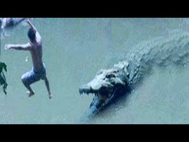 Nature's Most Brutal Crocodile Attacks