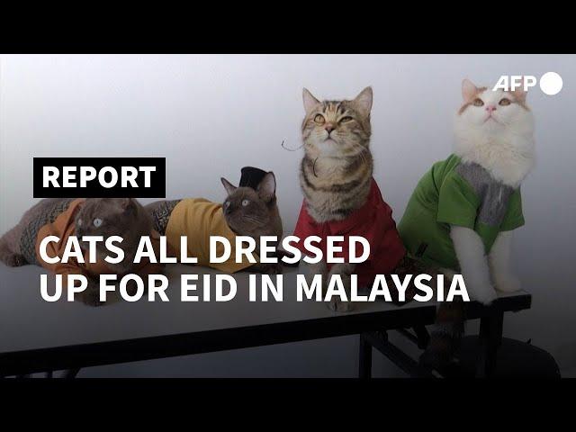 Feline Eid: Dressing Malaysia’s cats for the Muslim holidays | AFP