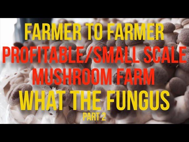 Interviews & Insights - What The Fungus - PART 2