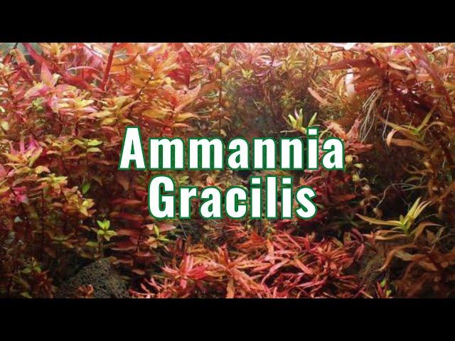 Ammannia Gracilis - Aquarium Plant Info