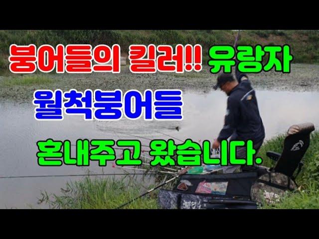 붕어들의킬러 유랑자 고막원 둠벙에서 월척급붕어 혼내주고 왔습니다.