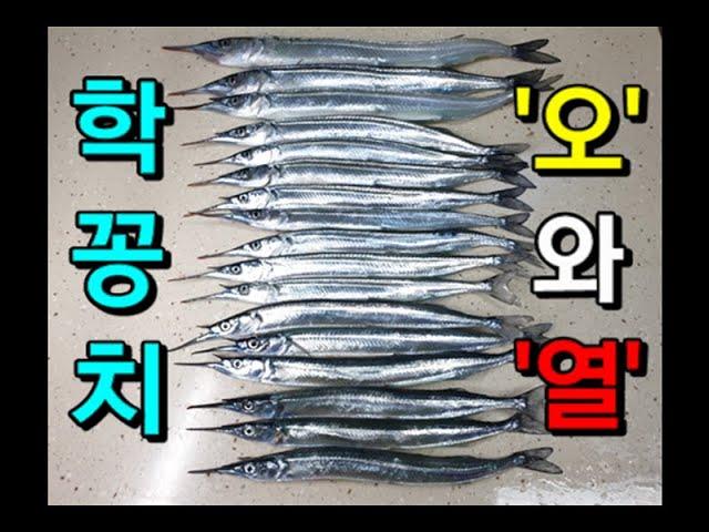 학꽁치 낚시-한번도 안해본 사람은 있지만, 한번만 해본 사람은 없는 즐거운 낚시!! Catch the spipefish in Korea