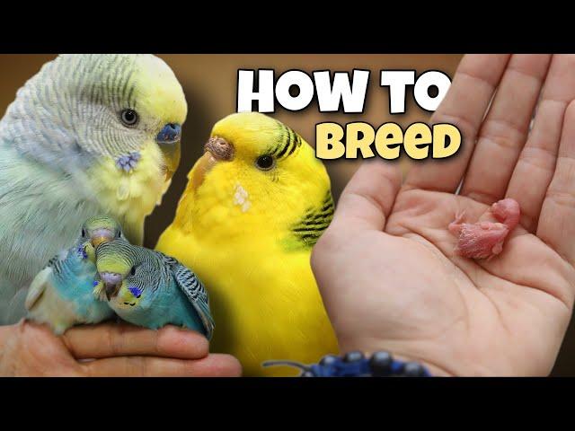 How to Breed Budgies  8 Tips for Successful Breeding