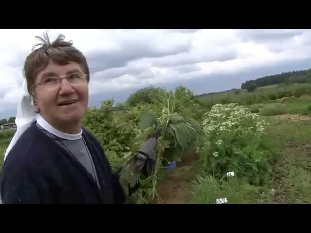 Gutes aus Gottes Garten - Frühlingskräutertee aus dem Kloster Reute