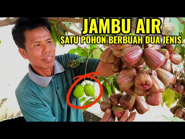 JARANG DITEMUI | JAMBU AIR SATU POHON BERBUAH DUA JENIS BUAHNYA SUPER JUMBO