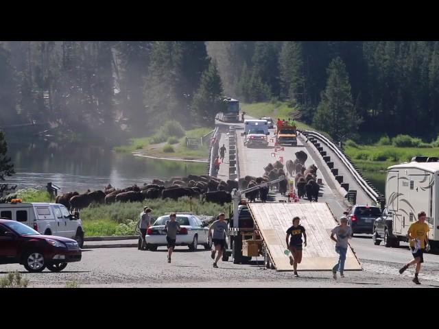 Yellowstone Buffalo Stampede Attack!(FATAL)