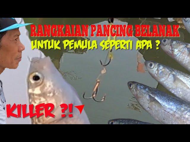 Rangkaian Pancing Belanak Killer Untuk Pemula Seperti Apa ??