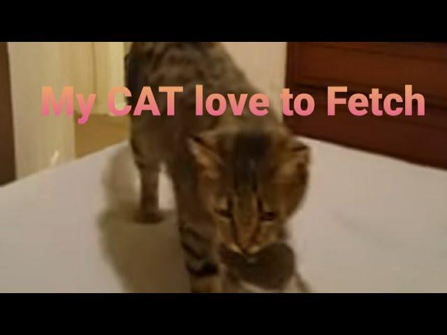 MY CAT LOVE DOING FETCHING LIKE A DOG - BABY PILOT