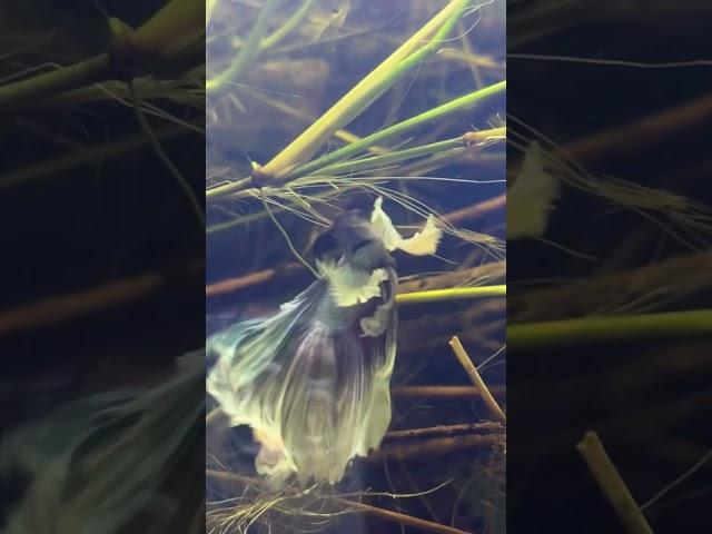 #shortvideo #viral #apiya #apiyaad #fish #aquarium #love