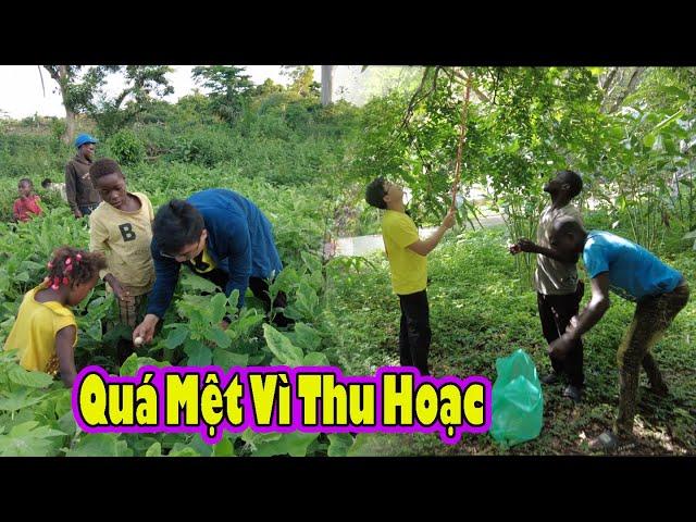 2Q càn quét vườn của Tony Phong|| 2Q Vlogs Cuộc Sống Châu Phi