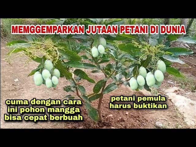 An effective way to force small mango trees to bear fruit quickly