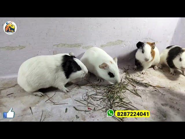 Guinea Pigs For Sale In Lucknow | Planet Blue Anand | Lucknow Nakhas