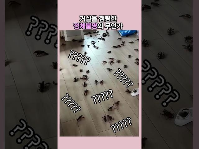 거실을 점령한 정체불명의 무언가