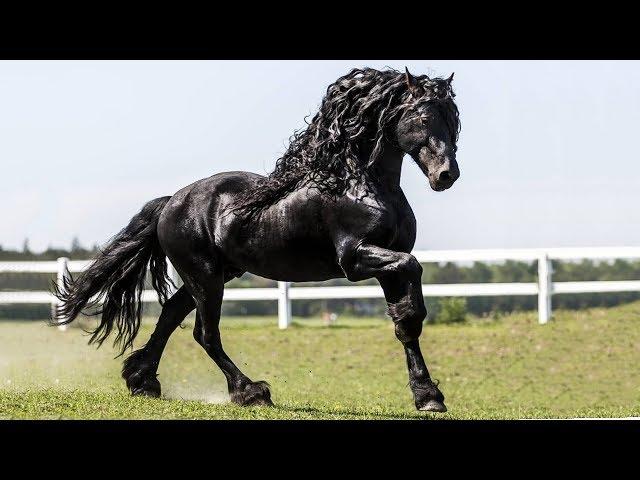 These Are 10 Most Amazing Horse Facts