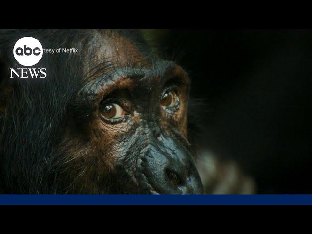 James Reed on 'Chimp Empire': 'It makes you question what it means to be human' | ABCNL