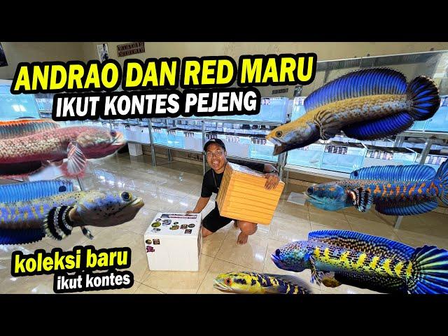 LAWANNYA SADIS? CHANNA ANDRAO DAN RED PROGRESS KE KONTES PEJENG